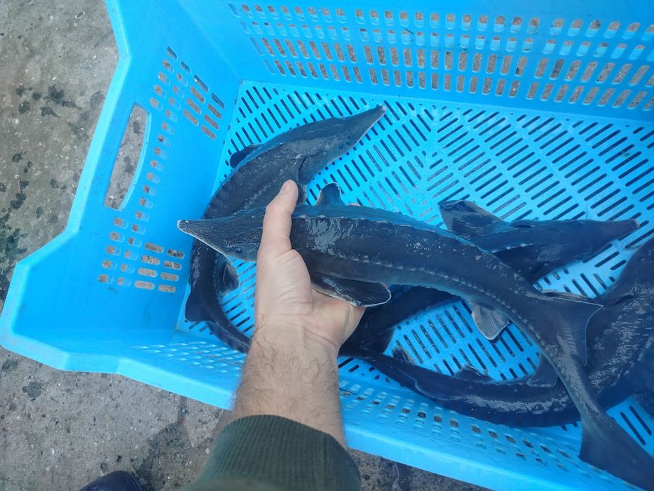 Живой осётр УЗВ.