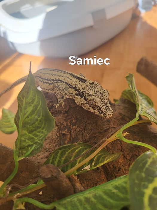 Para - Gekon Nie-orzęsiony, Uszaty