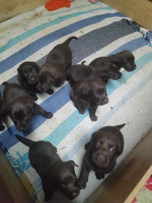 Labrador czekoladowy z rodowodem