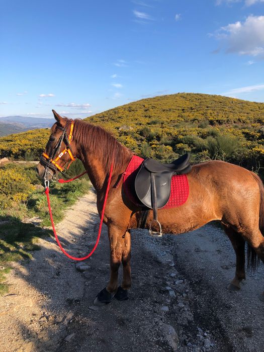 Cavalo manso com 12 anos