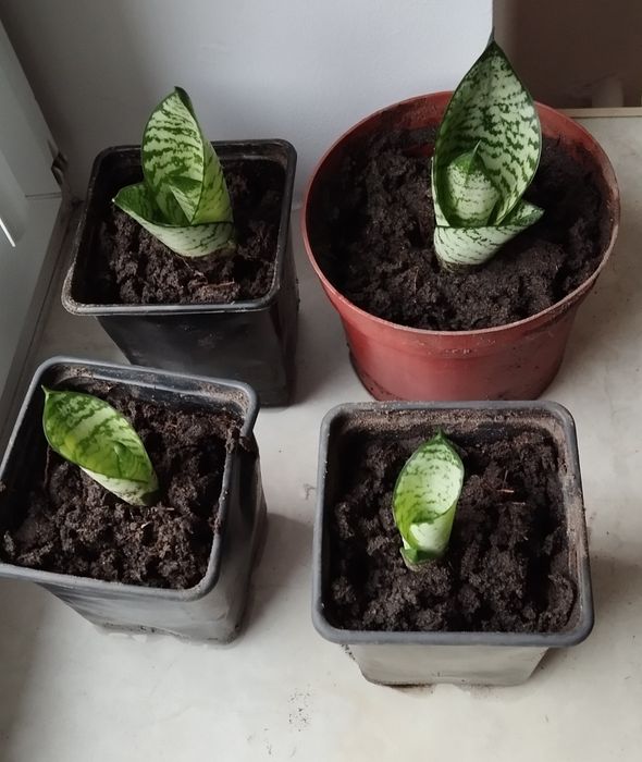 Sansewieria, sansevieria
