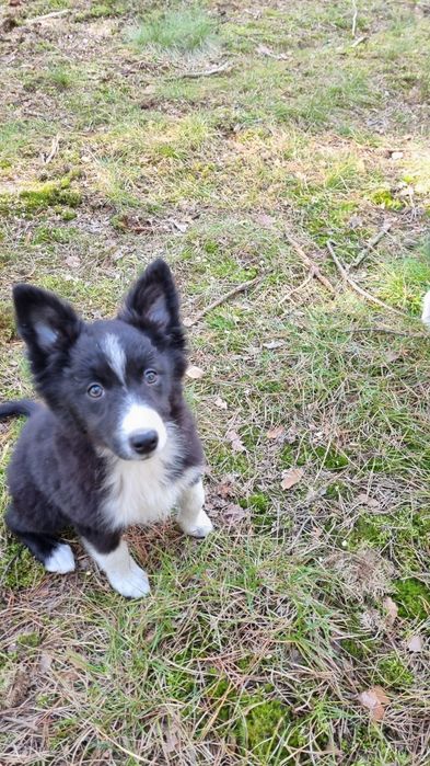 Border Collie suczka czarno biała badania