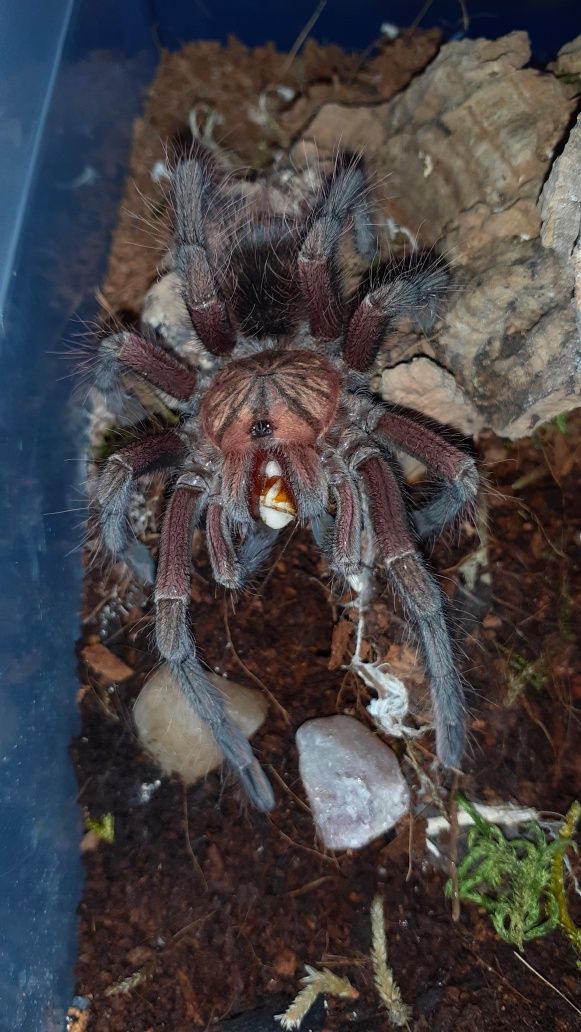 Pamphobeteus sp machala Samiec 3dc