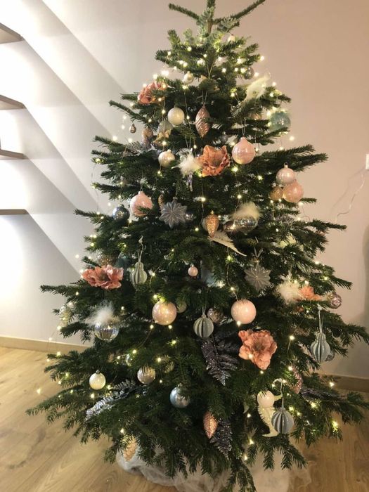 Новорічна ялинка, Ялиця Нордмана, Пихта Нордмана