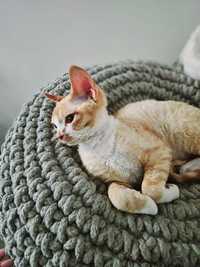 Devon Rex rudo-biały kocurek, FPL