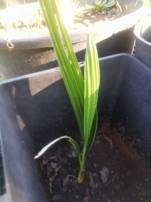 Palmeira Butia capitata/odorata