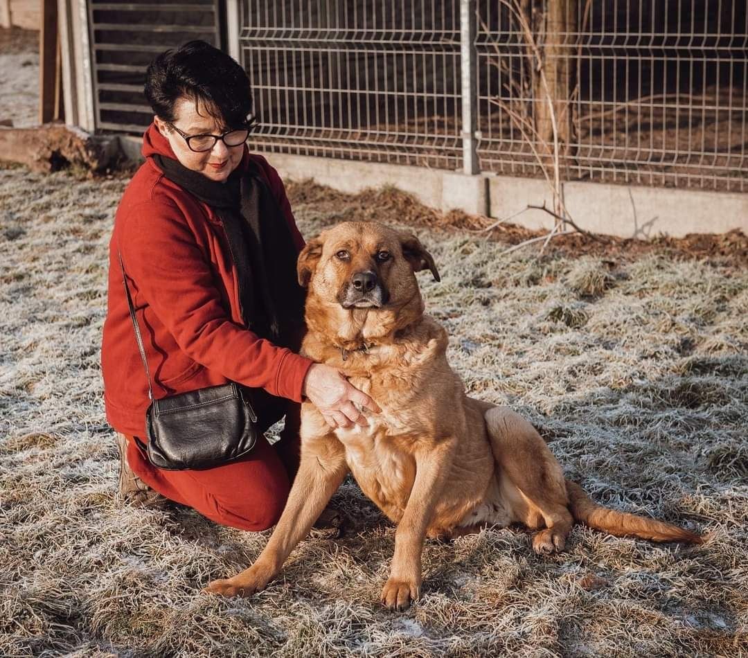 Szanel duża ruda suczka 4 lata do adopcji schronisko Kalisz