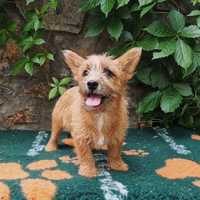 Norwich Terrier - piesek FCI