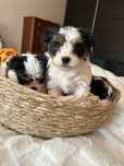 Suczka Yorkshire terrier