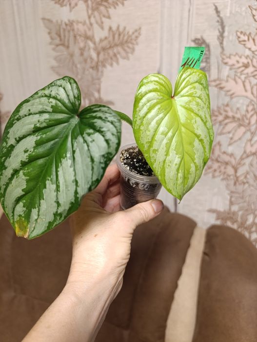 Монстера Peru,Филодендрон Мамей, Эмеральд Рэд вариегатний