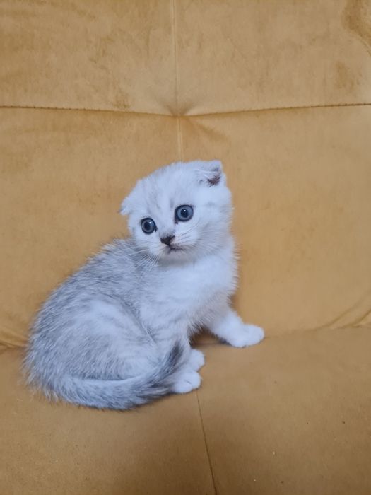 Вислоухий котёнок серебристая шиншилла мальчик, шотландский котёнок