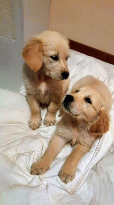 Golden retriever szczeniak dla dzieci