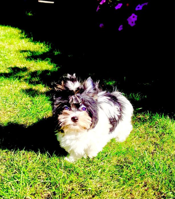 York , Yorki . Cudny piesek Biewer 2 z rodowodem.