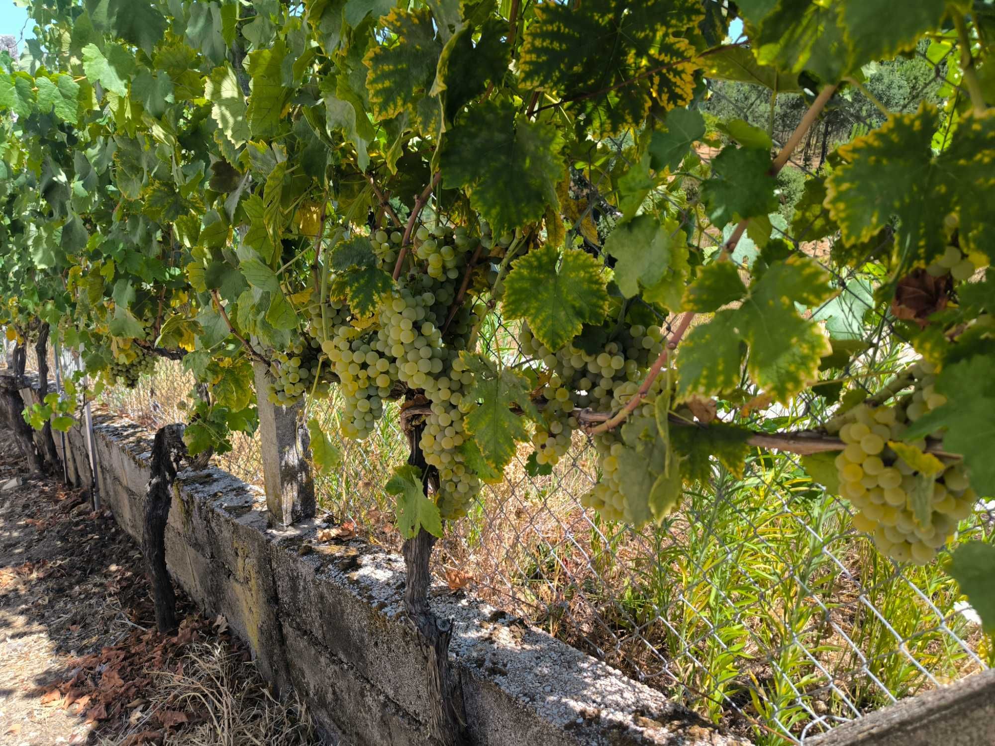 Vende-se uva para vinho.