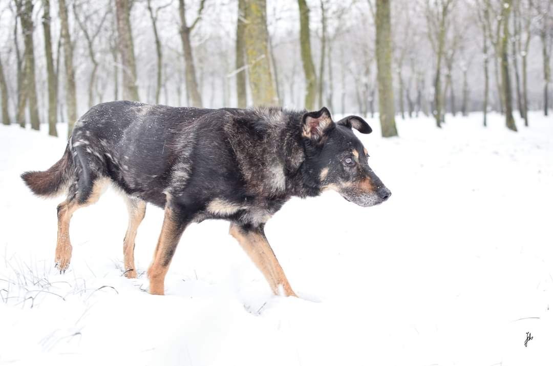 Od 2015 roku w schronisku. Ostatnio zgasła iskra nadziei w jego oczach