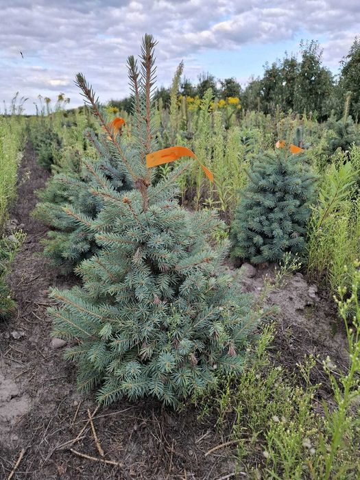 Świerk kłujący cięty 175-250 cm/ w donicy 60-180 cm/ TuChoinki.pl