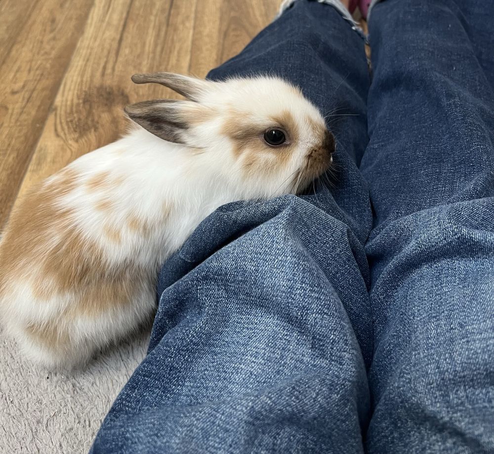 PILNIE! oddam królika miniaturkę