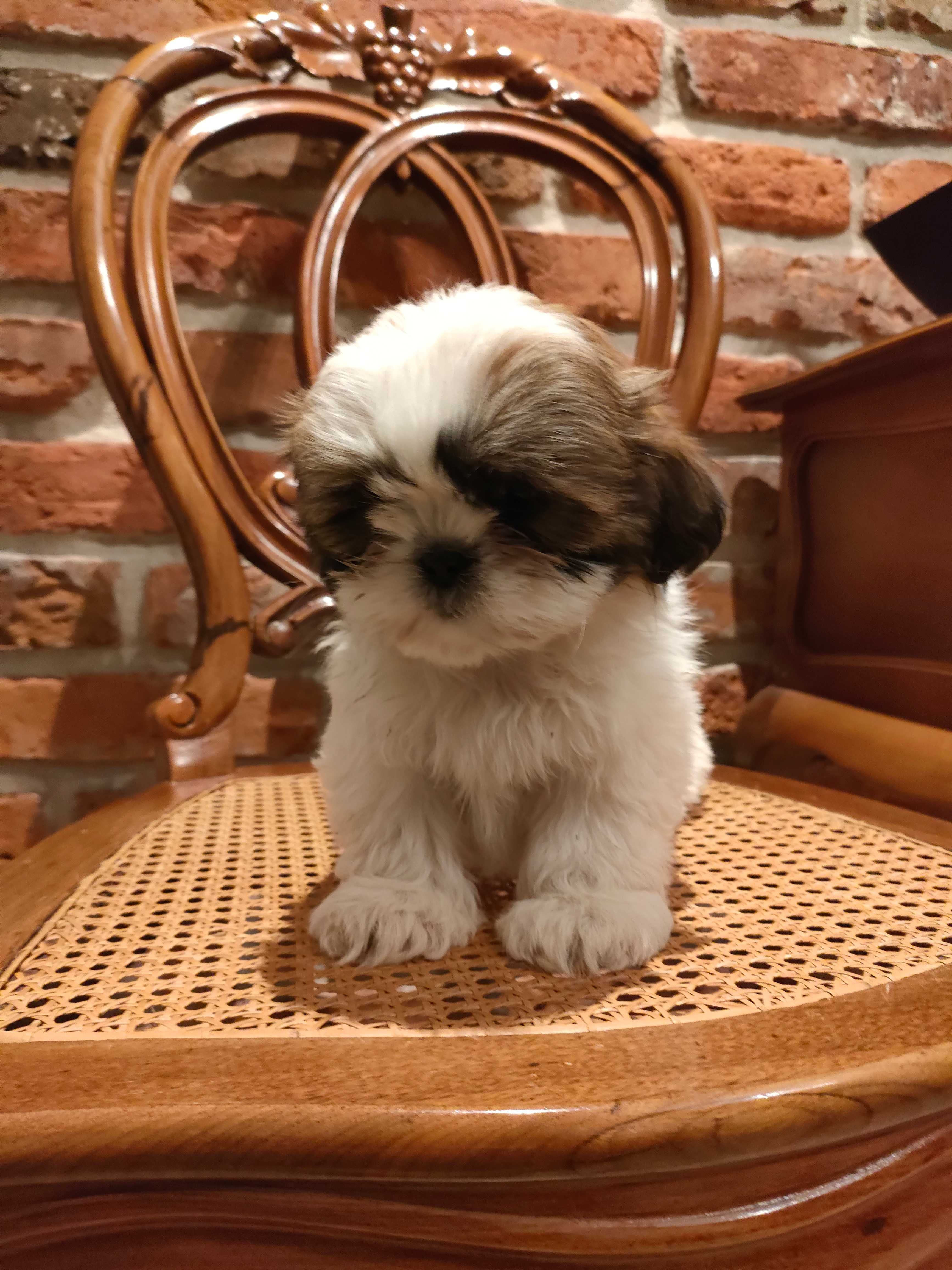 Shihtzu śliczny piesek