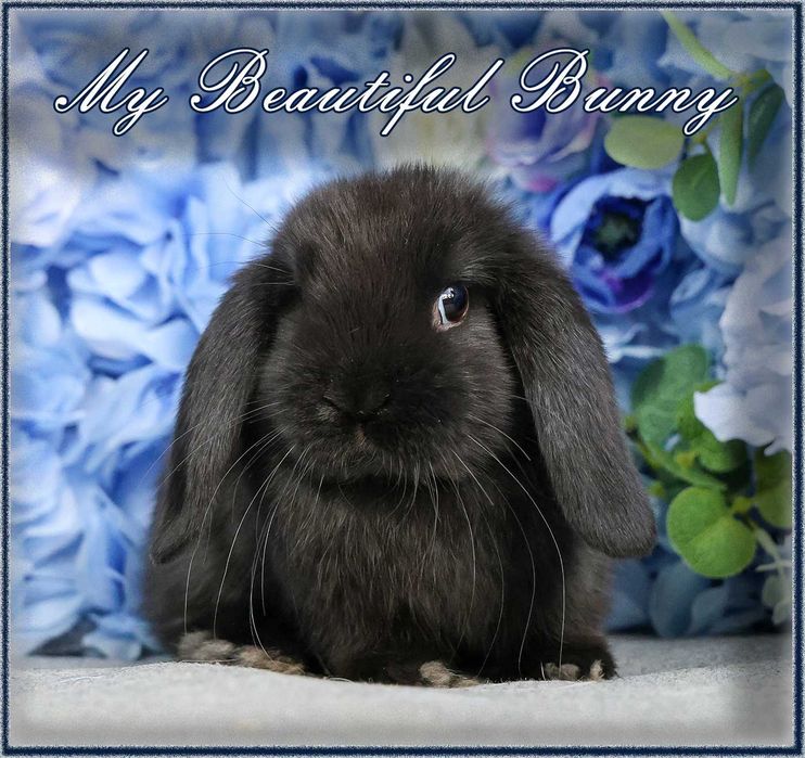 Piękny i młody Króliczek 100% Mini Lop - BLACK