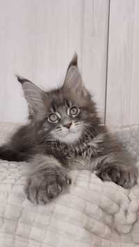 Кошеня мейн-кун, клубні кошенята, високопородні, полідакти, класичні
