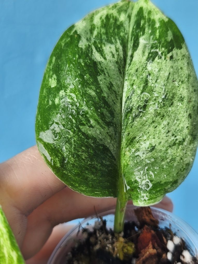 Сциндапсус Moonlight variegata