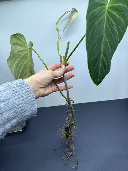 Squamiferum ceropegia splash splendid melano dla Pani Kingi