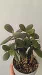 Drzewko szczęscia/Roślinka Crassula Ovata