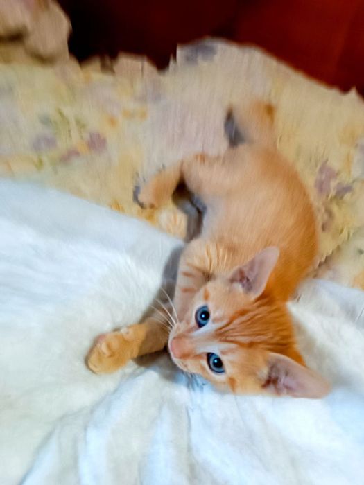 Котята отдам красивый котенок  мальчик