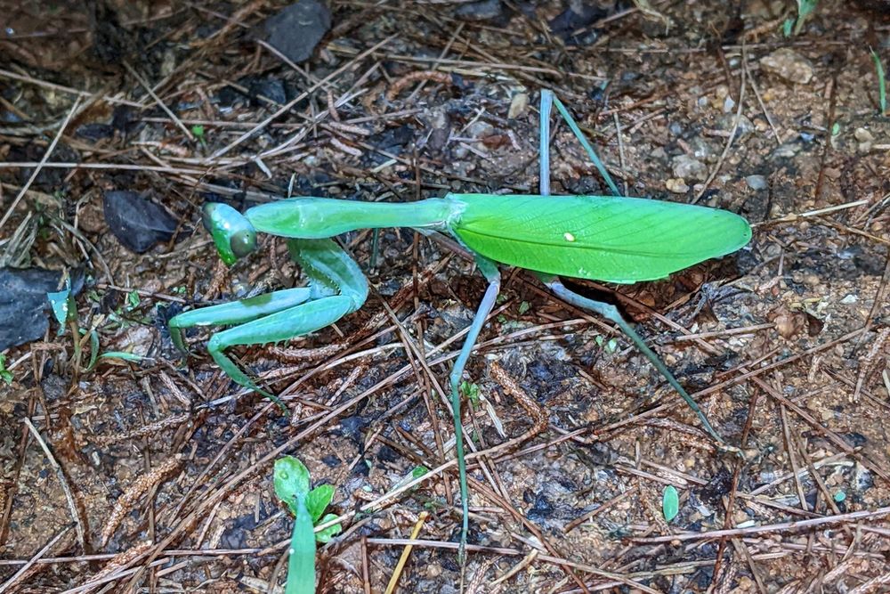 Modliszka Hierodula membranacea+gratisy