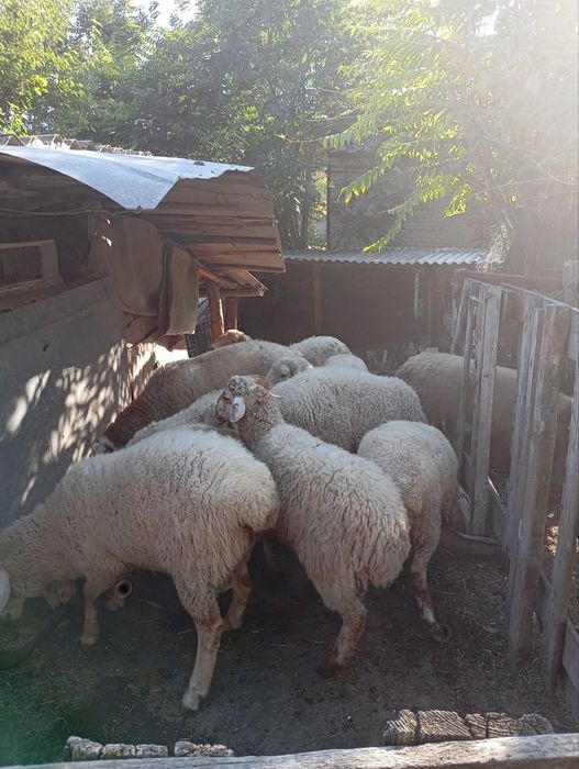 Продам  племенных баранов