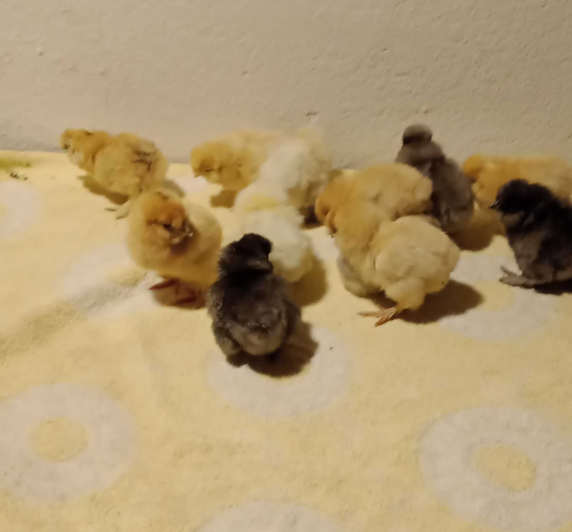 Pisklęta Kurczęta kura jedwabista silka Silki