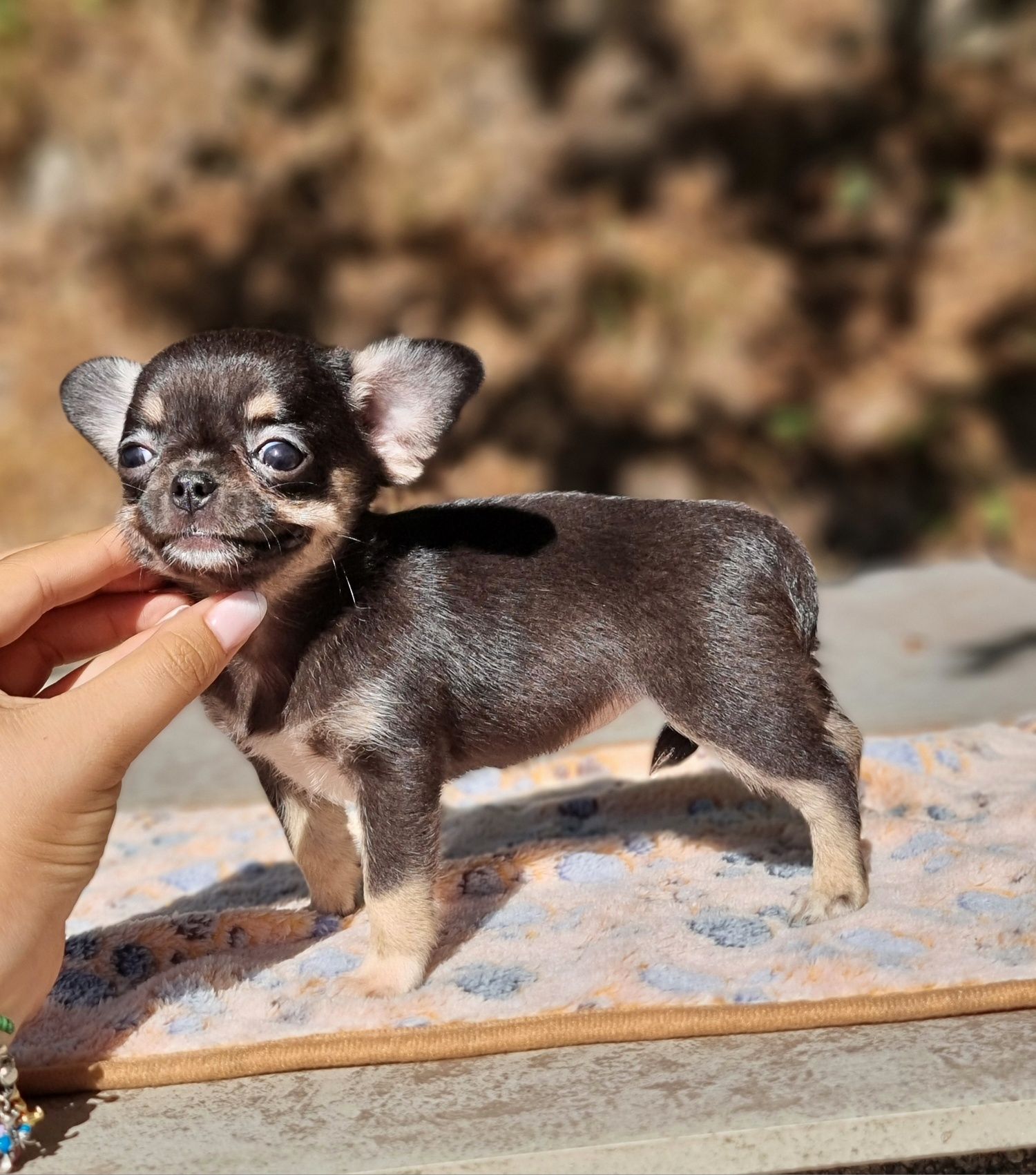 Última Fêmea Chihuahua  Pêlo Curto