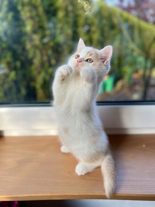 Kocurek Brytyjski Bicolour