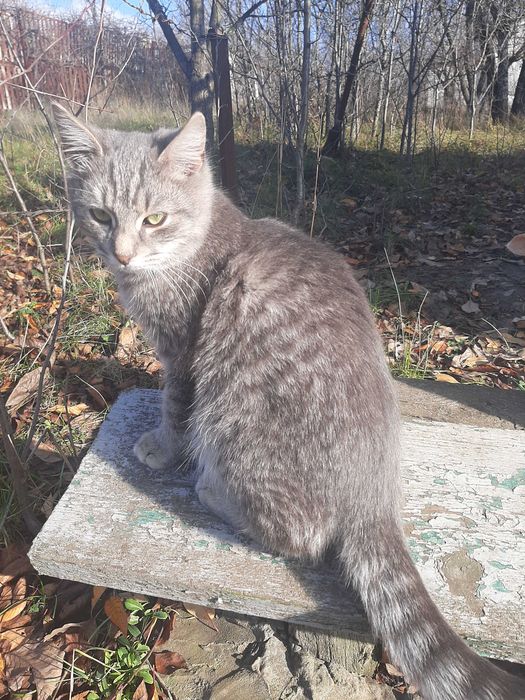 Котенок мальчик, 5 месяцев