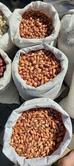 Лук севок сеенка сноубол кармен штутгард