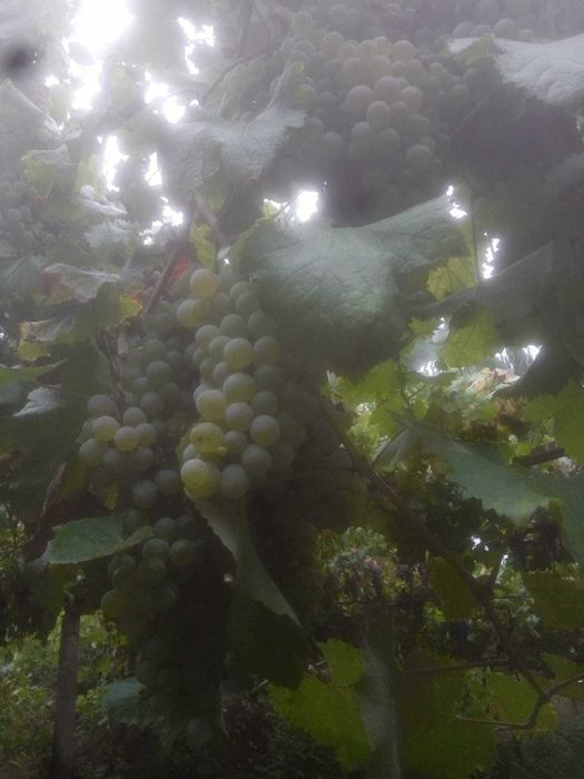Uvas Azal, zona de Borba de Godim perto de Amarante.