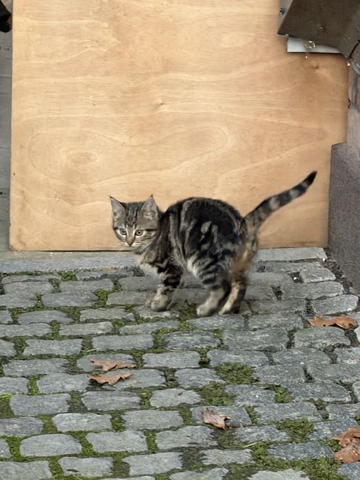 Котенята дівчинка і хлопчик