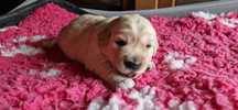 Golden Retriever FCI, piesek