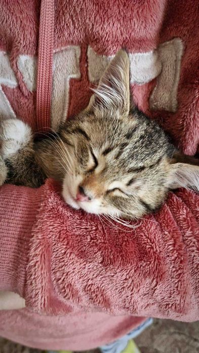 Найніжніша маленька принцеса Ліса