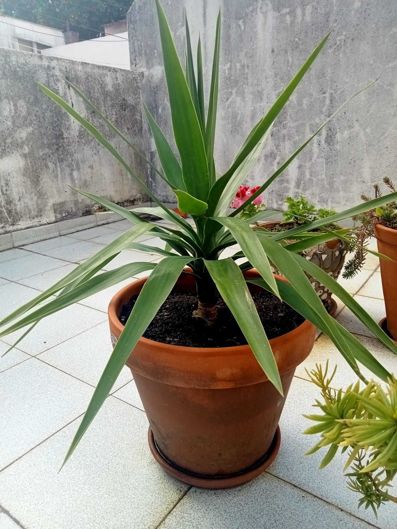 planta yuca em vaso