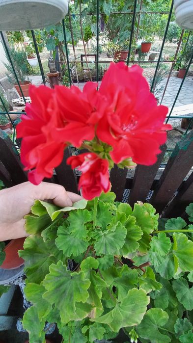 Продам укорененные черенки пеларгонии.