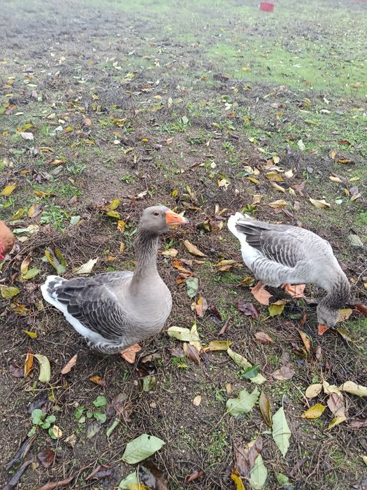 Para vender 3 gansos