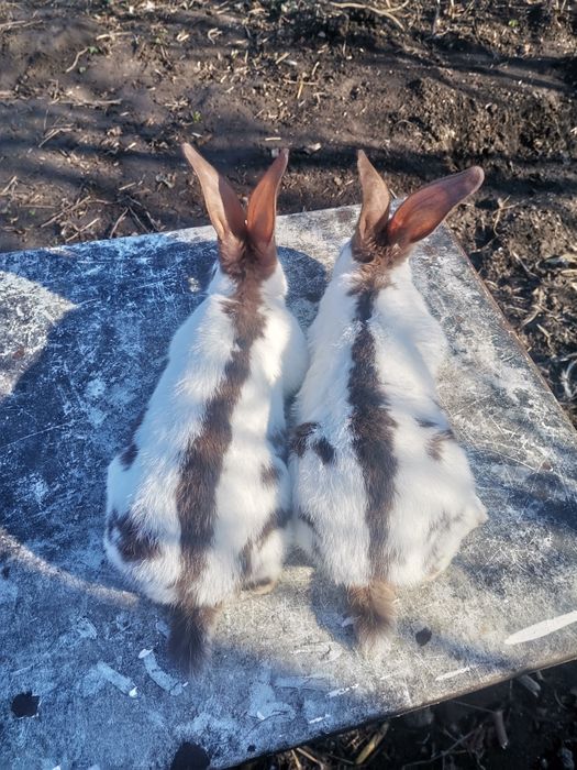 Кролі кролики строкач