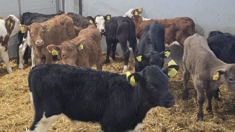 15 byczków wiek okolo 6 tygodni