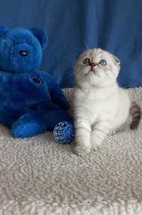 Котенок : Синьоокий красунчик .