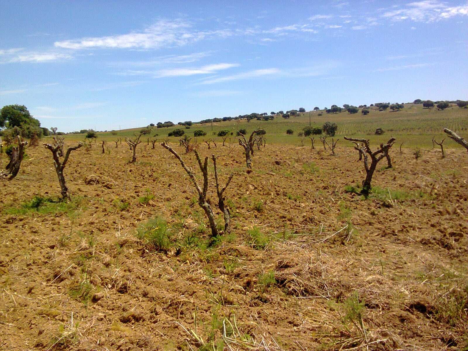 Terreno em Veiros, Estremoz