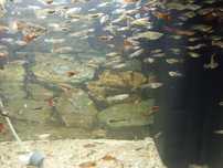 Mulinesias e guppys sortidos para venda ou troca