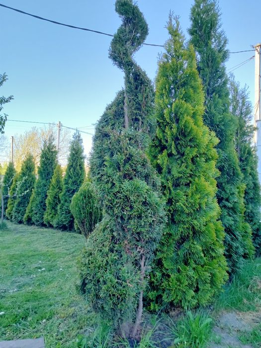 Продам туї ,пишні красуні,смарагд та голд смарагд