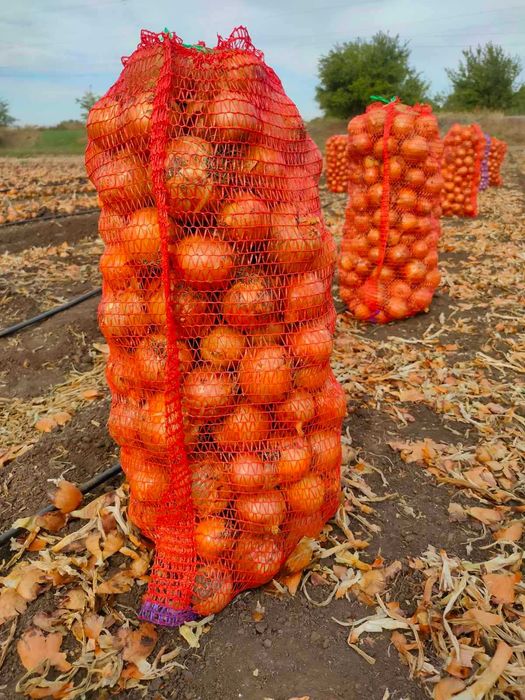 Продам Цибулю Гуртом, Сорт Медуза