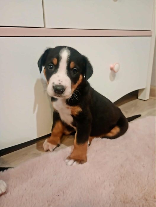 Duży szwajcarski pies pasterski, duży szwajcar, DSPP,  sunia czeka na